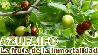 AZUFAIFO  La fruta de la inmortalidad [upl. by Ojyllek782]