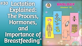 Lactation Explained The Process Hormones and Importance of Breastfeeding l lactation [upl. by Rosemonde515]