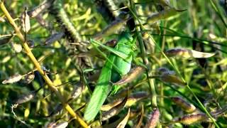 Stridulating Green BushCrickets Tettigonia viridissima  20130804 [upl. by Elbertine]