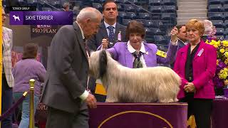 Skye Terriers  Breed Judging 2024 [upl. by Kassity928]