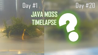 HOW FAST DOES JAVA MOSS GROW time lapsecare guide [upl. by Marilla]