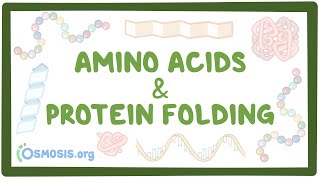 Amino acids and protein folding [upl. by Friedlander]