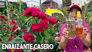 ENRAIZA cualquier PLANTA con este FÁCIL ENRAIZANTE CASERO Romero Rosales Árboles con MIEL [upl. by Neelia]