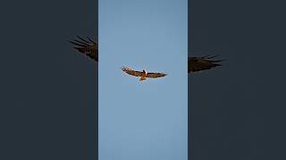 A beautiful Redtailed Hawk naturelovers birdwatching nature birding wildlife [upl. by Enuj723]