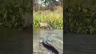 The crocodile is trying to hunt the jaguars cub crodile crocodille wildlife [upl. by Isus]