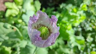 Papaver Somniferum Blooming [upl. by Danya515]