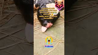 স্বপ্ন আর নেই abnormal birth calf cow nature animals delivery dairy farm reels shorts [upl. by Nassir950]