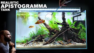 Real Look Apistogramma Aquarium 60cm Aquascape Tutorial w Orange Venezuelan Corydoras 4K [upl. by Misaq]