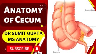 CECUM  ANATOMY [upl. by Beale]