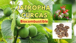 JATROPHA CURCAS BIOCOMBUSTIBLE PESTICIDA FUNGICIDA MEDICINA Sistema AgoforestalSilvopastoril [upl. by Burg]