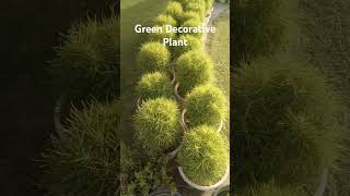 Green Decorative Plant viral fruiting youtubeshorts nature gardening reels shortvideo india [upl. by Olivann]