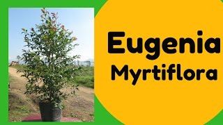 Árbol Eugenia Myrtiflora [upl. by Hilliary]