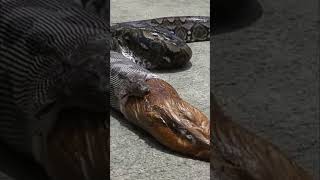 ஆபத்தான கடல் பாம்பு  Laticauda Snake Eating Eel Fish  Tamil Info Share shorts [upl. by Aiki]