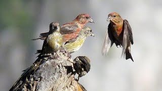 Red Crossbills Singing and Feeding [upl. by Annadroj]