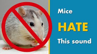 Mice Repellent Sound  Say GOODBYE MICE with this Ultrasonic Mouse Deterrent [upl. by Gary]