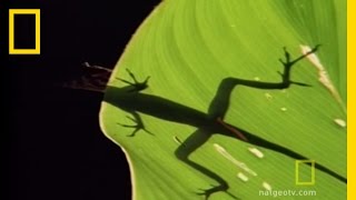 Anolis Lizard Love  National Geographic [upl. by Fransis]