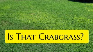 Identify Crabgrass In ANY Lawn In Just 3Steps [upl. by Sirron278]