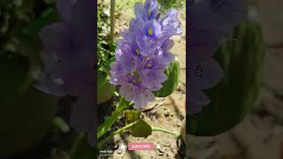 WATER HYACINTH PLANT 😇🌿 gardening waterplants shorts [upl. by Gilli]