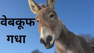 वेबकूफ गधा ajaykidsrhymesampstory [upl. by Animaj667]