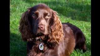 Working Cocker Spaniel Rossi [upl. by Howlyn436]