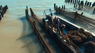 La mytiliculture sur lÎle de Noirmoutier  Production de moules  Drone [upl. by Sorips]