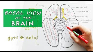 Inferior surface of the brain  Lobes Gyri Sulci  Neuroanatomy [upl. by Bria]