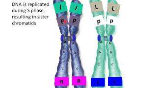 Genetic Recombination [upl. by Jessi]