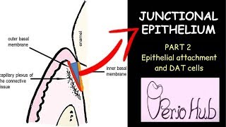 JUNCTIONAL EPITHELIUM PART 2 II Epithelial attachment and DAT cells [upl. by Vivl316]