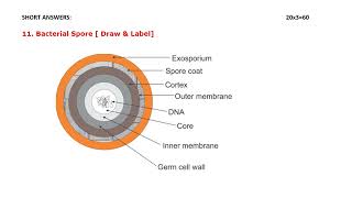 2nd year DMLT Microbiology solved question paper  2019 Annual Exam [upl. by Reinhard]