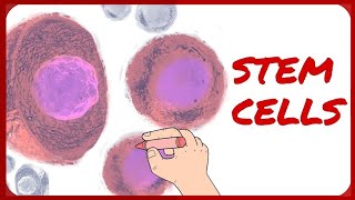 Stem Cells  Classification and Morphology [upl. by Anayhd614]