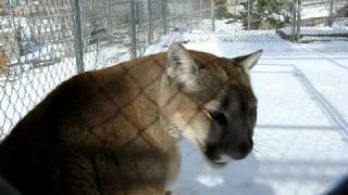 Cougar meows purrs says hi [upl. by Corbin]