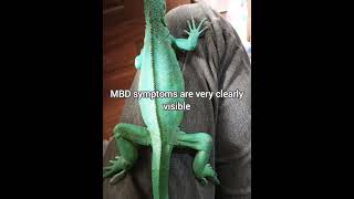 Iguanas fighting MBD disease [upl. by Caryl]