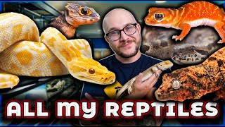 Reptile Room Tour 2024  Over 100 Reptiles [upl. by Lleksah]