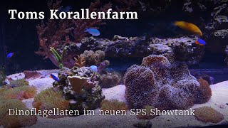 Dinoflagellaten im neuen SPS Showtank [upl. by Eleda554]