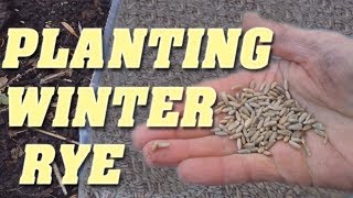 How to Plant Winter Rye as a Cover Crop [upl. by Merrielle912]