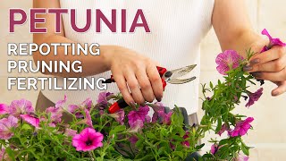 Ultimate Petunia Care Guide  Repotting Pruning and Fertilizing Tips [upl. by Aerdnua896]