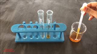 Phytochemical Test for Tannins English  Tannins Identification Test  Tannins Phytochemical Test [upl. by Maximilian]