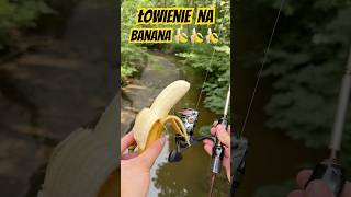 Bananowy okoń 🤘🏼🍌🍌🍌 fishing dc nateb okoń fish viralvideo [upl. by Erlina266]