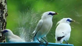 Jalak Bali mandi  Jalak Bali hasil tangkaran di habitat aslinya  Bali Starling [upl. by Ola]