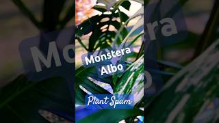 Monstera Albo plantspam plantshorts monsteraalbo houseplants monstera plantchannel shortspage [upl. by Stanwood]