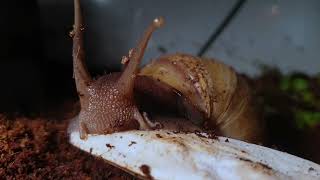 Giant African Land Snail Timelapse  Act 10 [upl. by Eben]