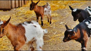 Fainting Goats  genetic trait [upl. by Trabue163]