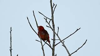 Summer Tanager song [upl. by Gnen]