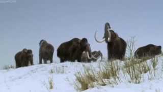 ICE AGE Walking With Beasts BBC [upl. by Biddy147]