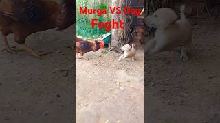 Murga VS Dog [upl. by Incrocci196]