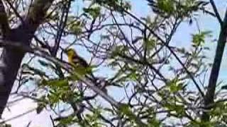 Yellow Grosbeaks [upl. by Firmin]