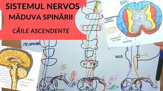 ADMITERE MEDICINA SISTEMUL NERVOS 5 MADUVA SPINARII  CAILE ASCENDENTE [upl. by Gean]