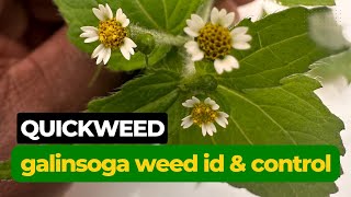 Quickweed Galinsoga paviflora Identification and Control [upl. by Elvia]