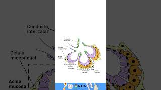 Glandula salival Histologia biology dental  glandula odontolovers [upl. by Anilosi]