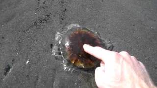 touching a beached jellyfish [upl. by Rodie]